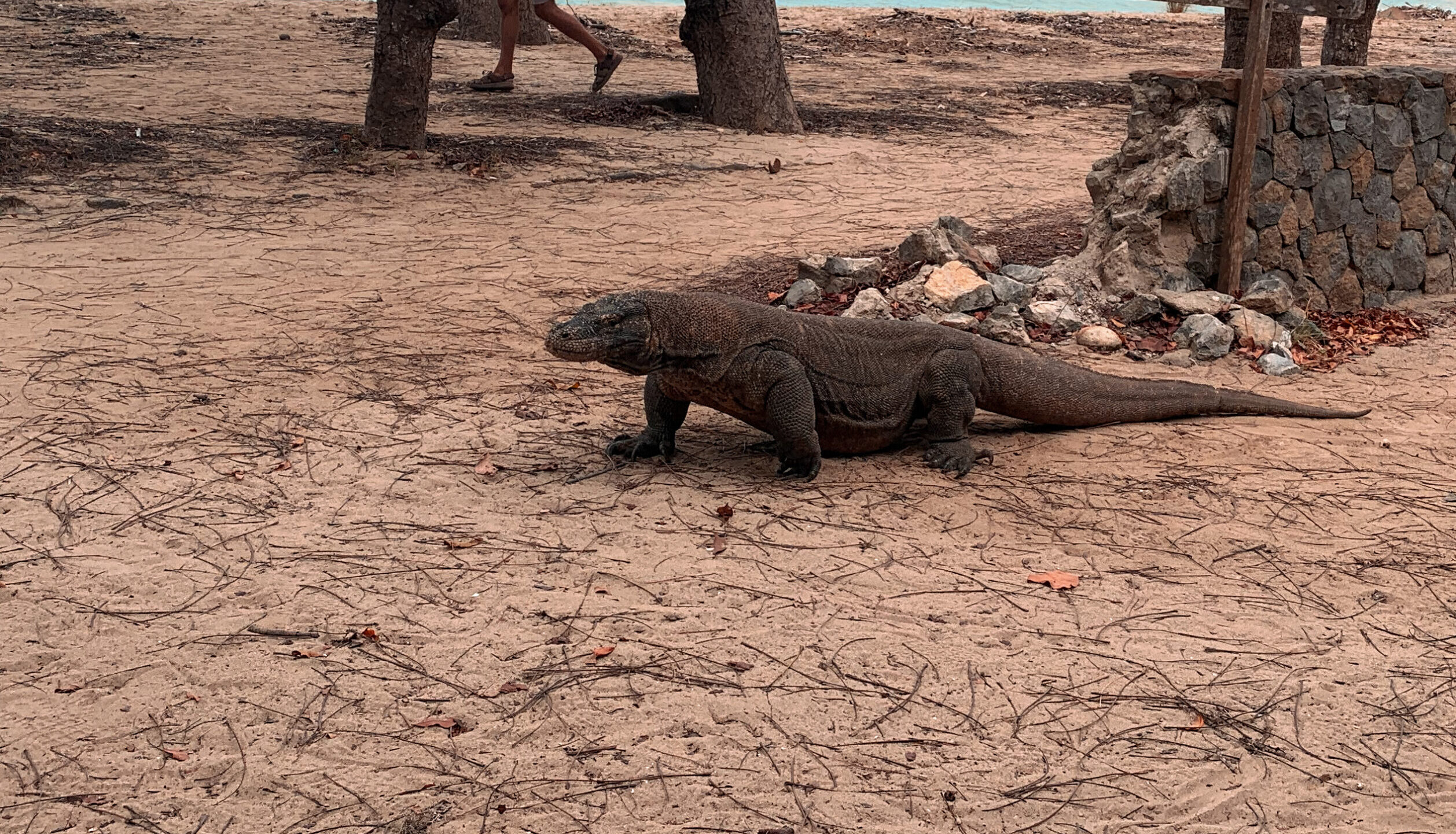 Flores Komodo Tours 7 Days ( Speedboat ) IMG_0144