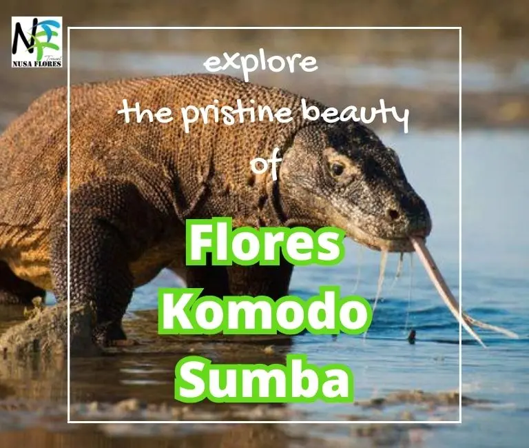 Informazioni su Flores Komodo Tour